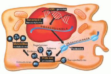 GENETICA - Flujo de la informaci&oacute;n gen&eacute;tica en una c&eacute;lula